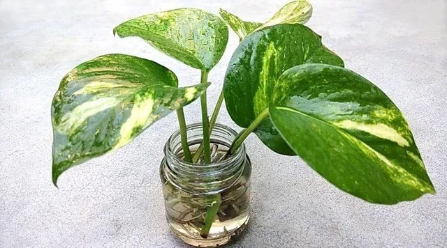 मनी प्लांट के फायदे