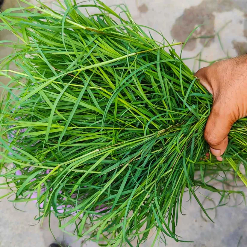 दूब घास के फायदे