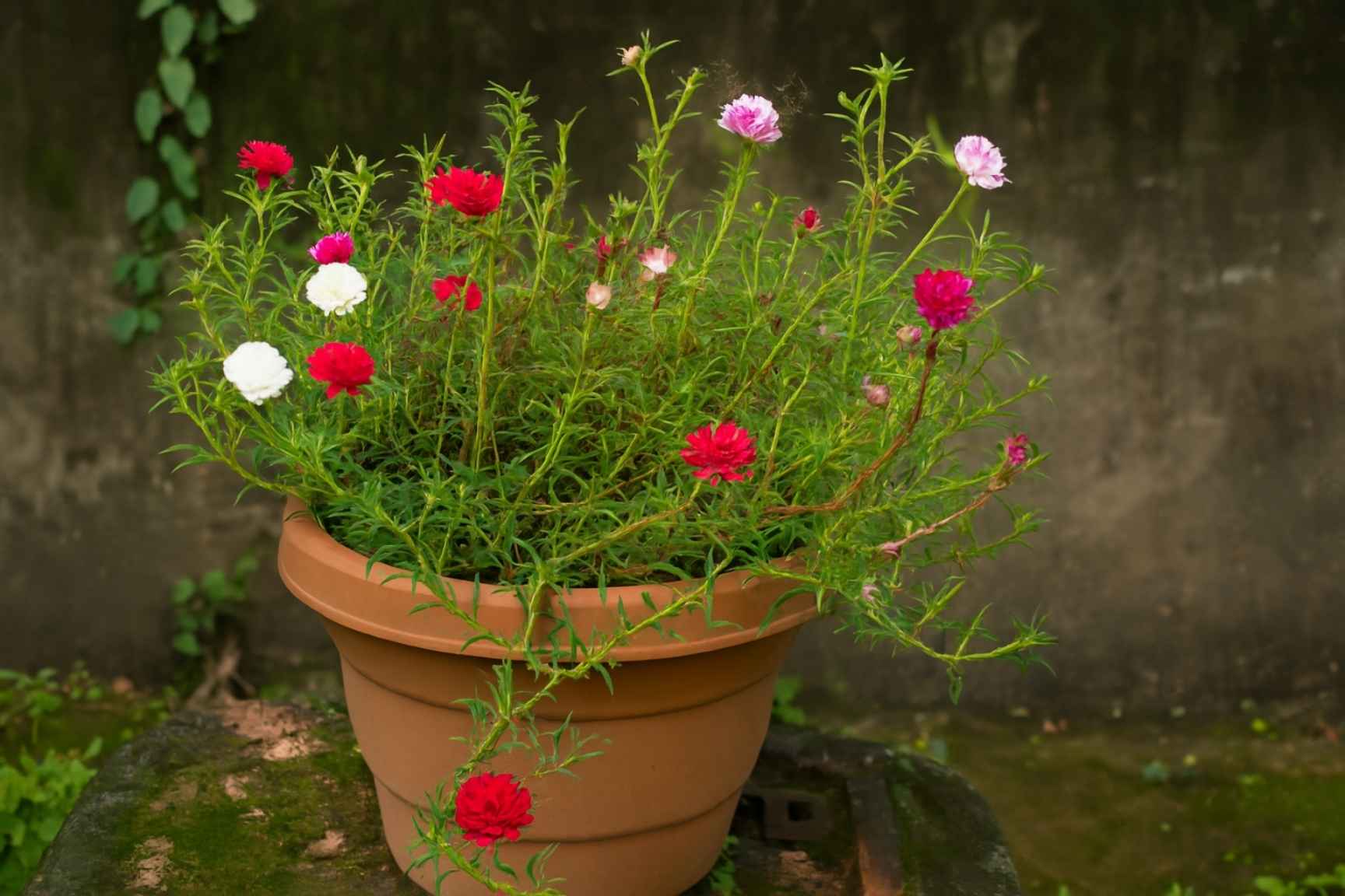 लक्ष्मण बूटी के फायदे