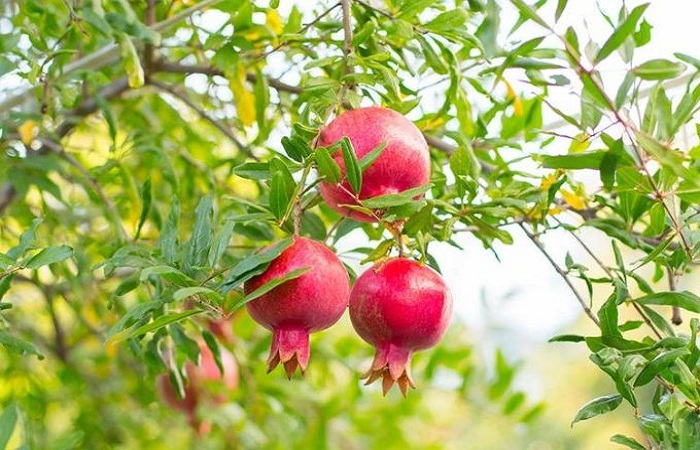 anar-khane-ke-fayde