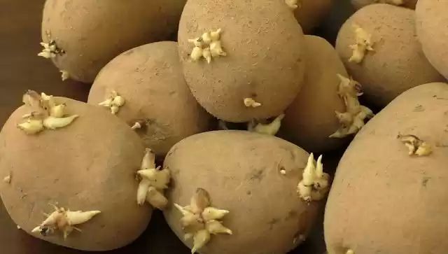 जड़ निकल गया आलू खाने के नुकसान