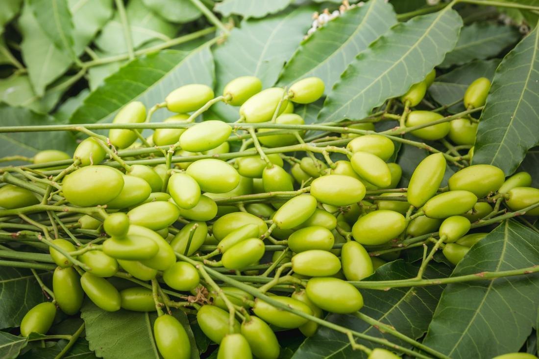 neem-seeds-ke-fayde