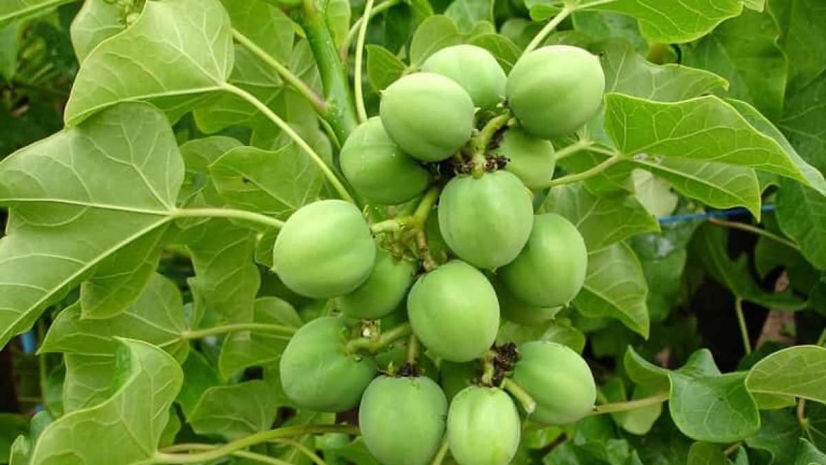 Agkara