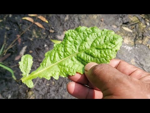 कुकरौंधा के फायदे