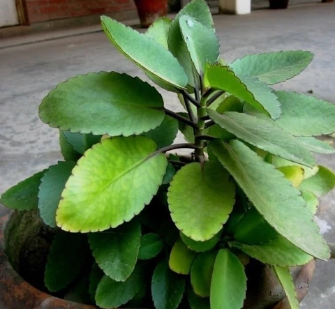 पथरचट्टा खाने के फायदे