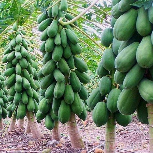 papaya-benefits