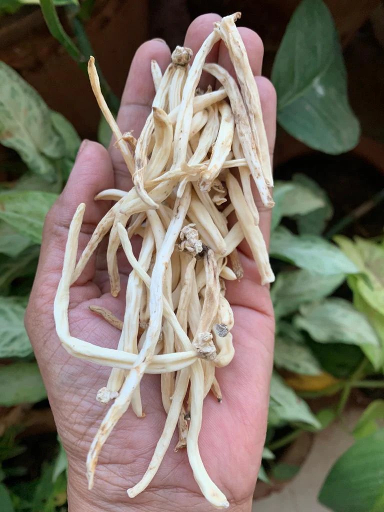 benefits-of-safed-musli