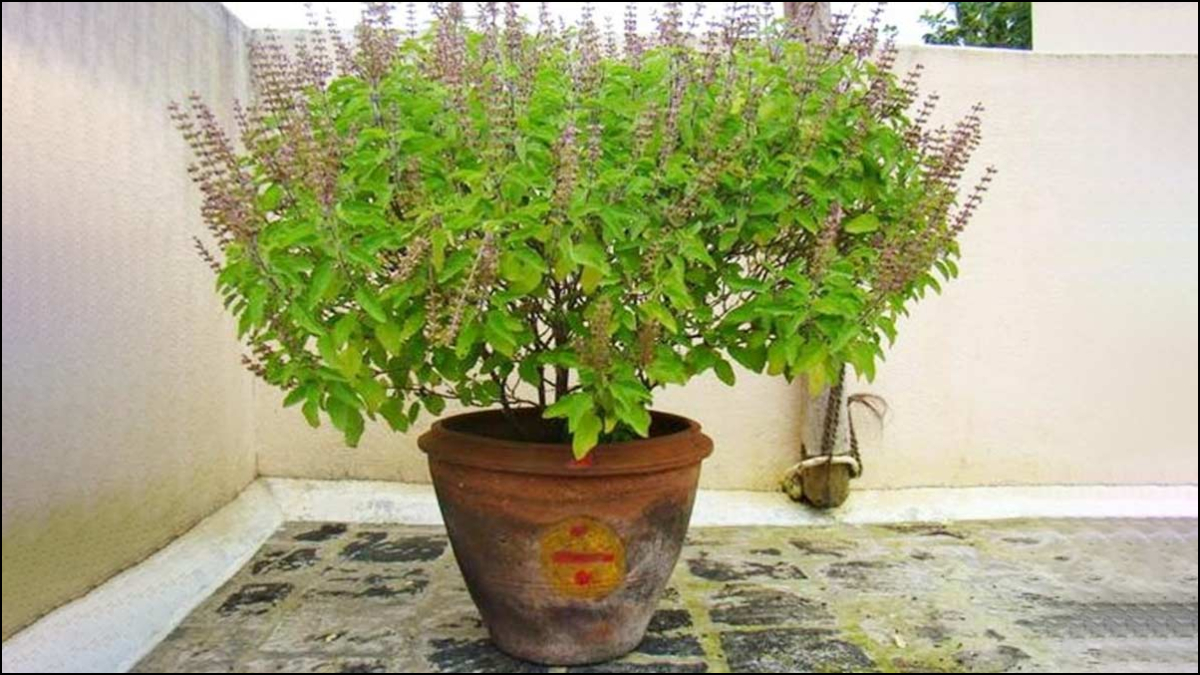 तुलसी के फायदे