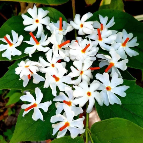 पारिजात फूल के फायदे