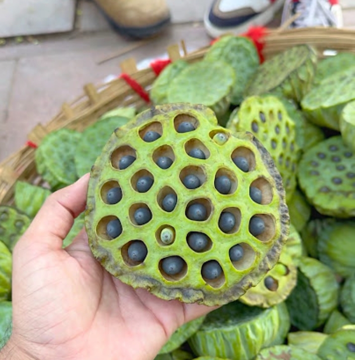 कमलगट्टा के फायदे